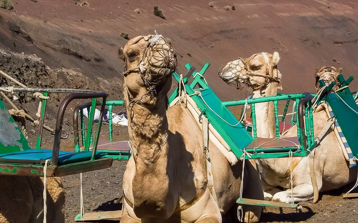 Camels waiting by the roadside at the entrance to Timanfaya National Park