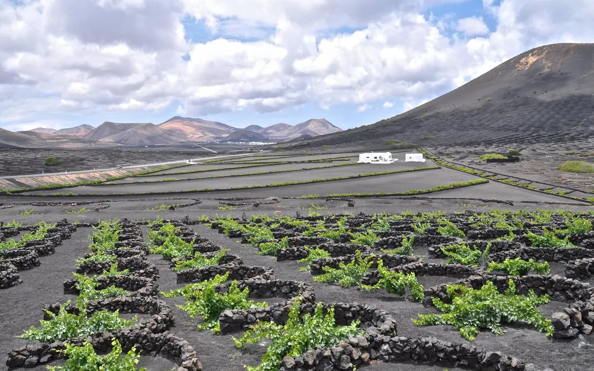 Vines growing in hollows dug into black volcanic ash behind low semicircular stone walls