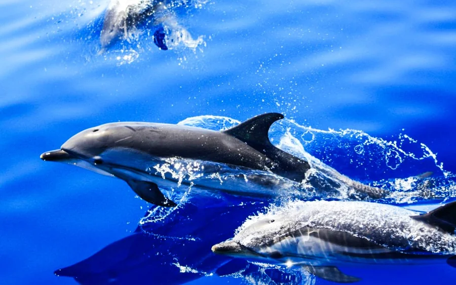 Two dolphins leaping clear of deep blue water